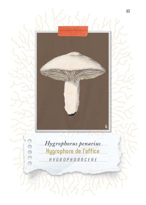 N°6 Ce champignon, est-il comestible ?