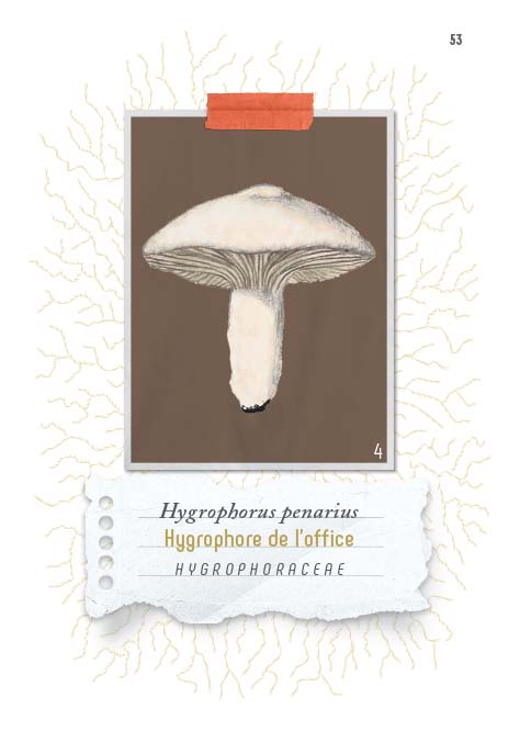 N°6    Ce champignon, est-il comestible ?