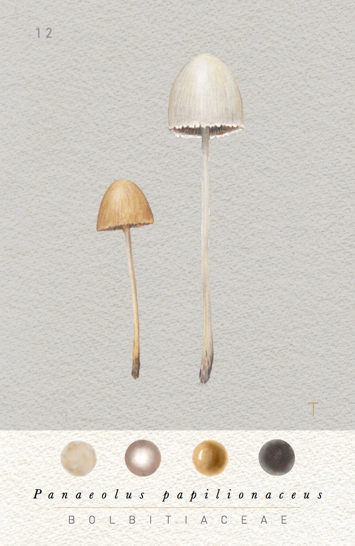 N°3 Mushroom Identification Deck 3: The Wild Ones