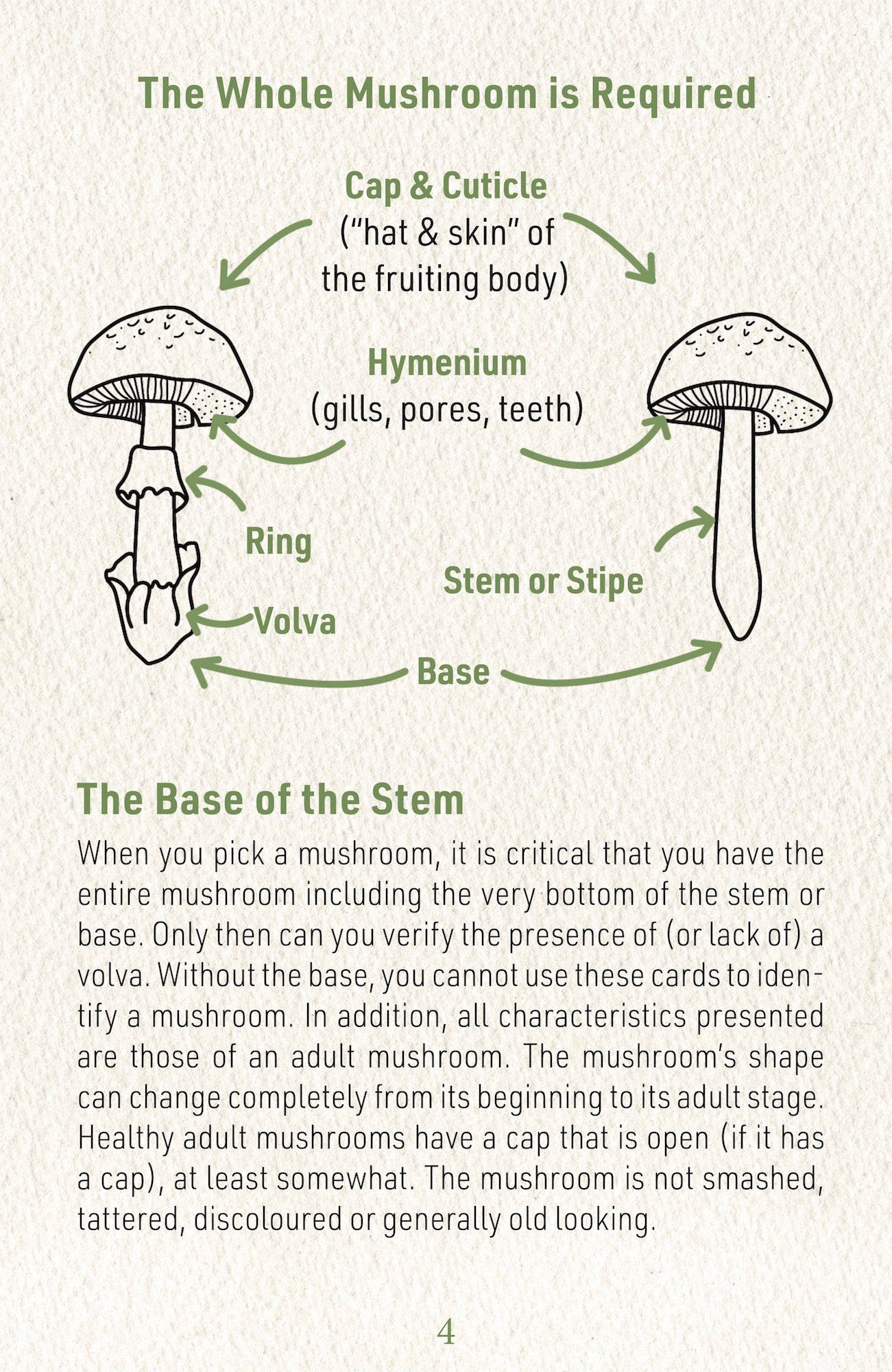 N°2 Mushroom Identification Deck 2: The Deadlies