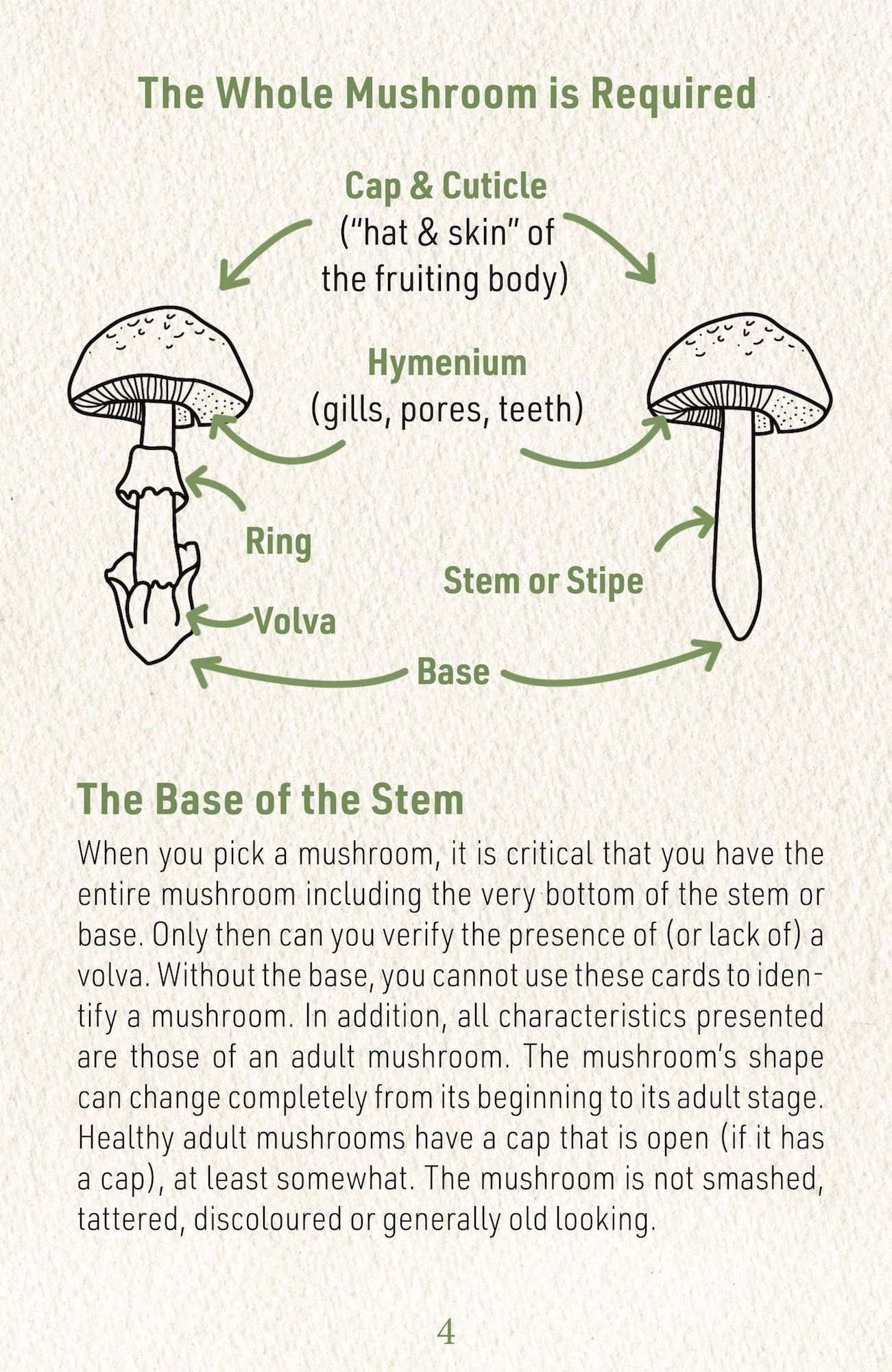 N°2    Mushroom Identification Deck 2: The Deadlies