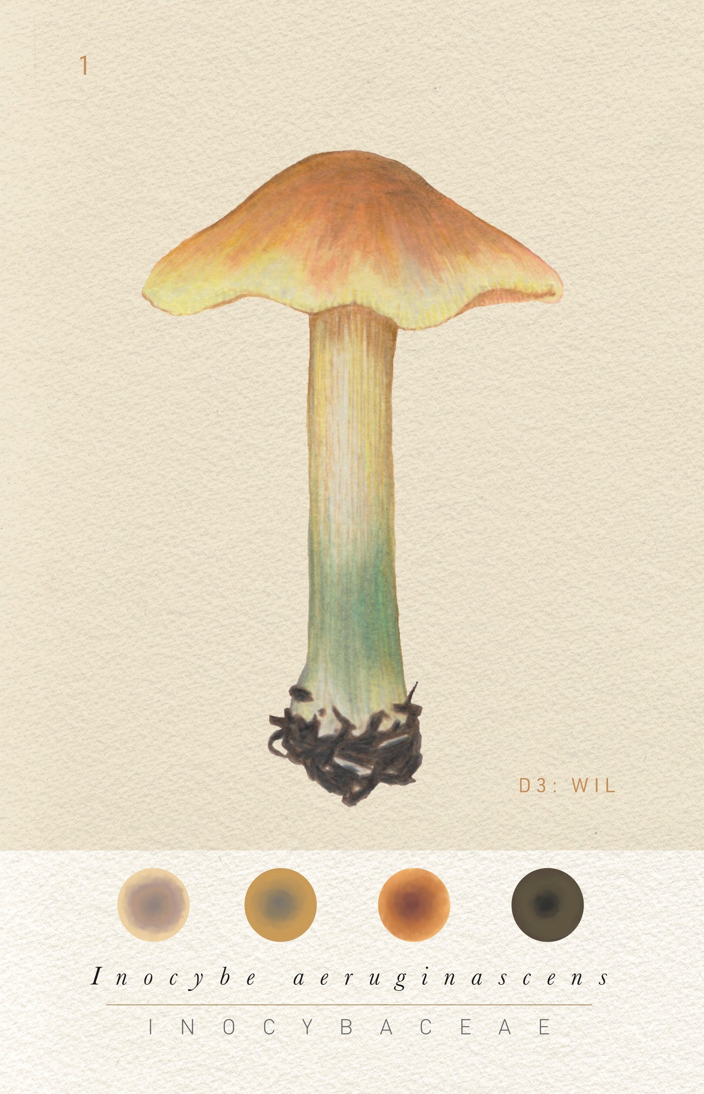 N°3 Mushroom Identification Deck 3: The Wild Ones