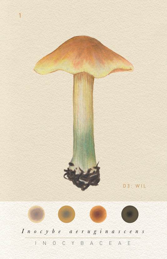 N°3    Mushroom Identification Deck 3: The Wild Ones