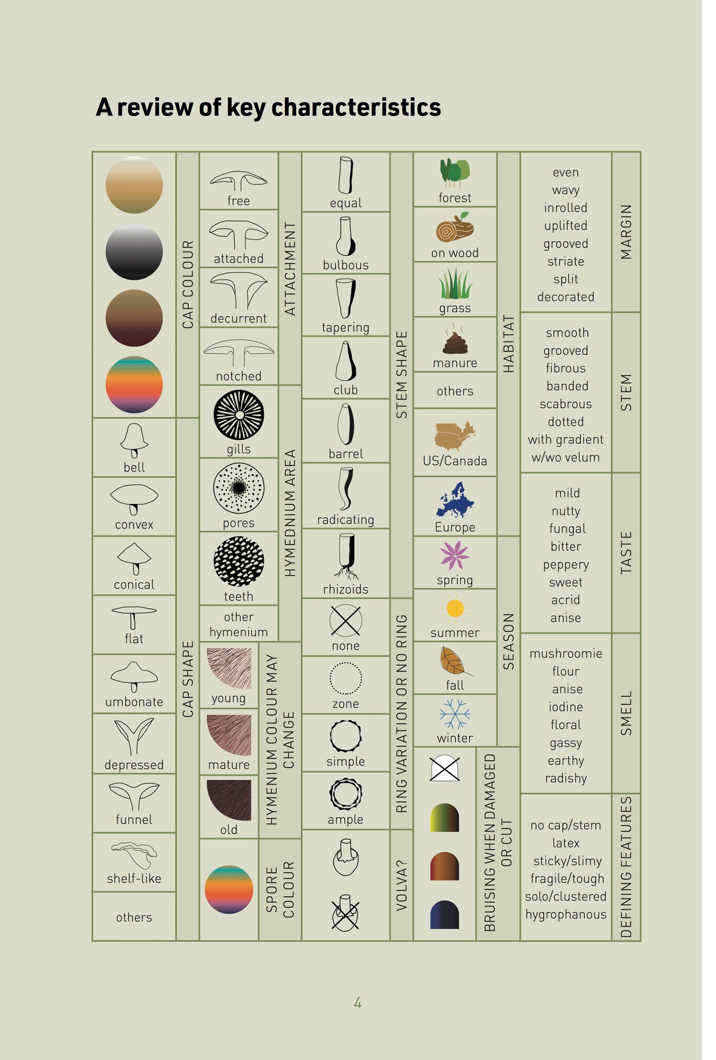 characteristics of a mushroom; mushrooms that grows on woods; mushrooms that grows in spring; shape of a mushroom cap