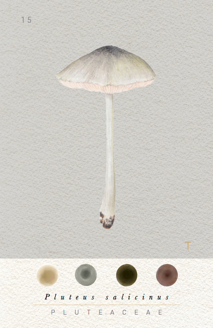 N°3 Mushroom Identification Deck 3: The Wild Ones