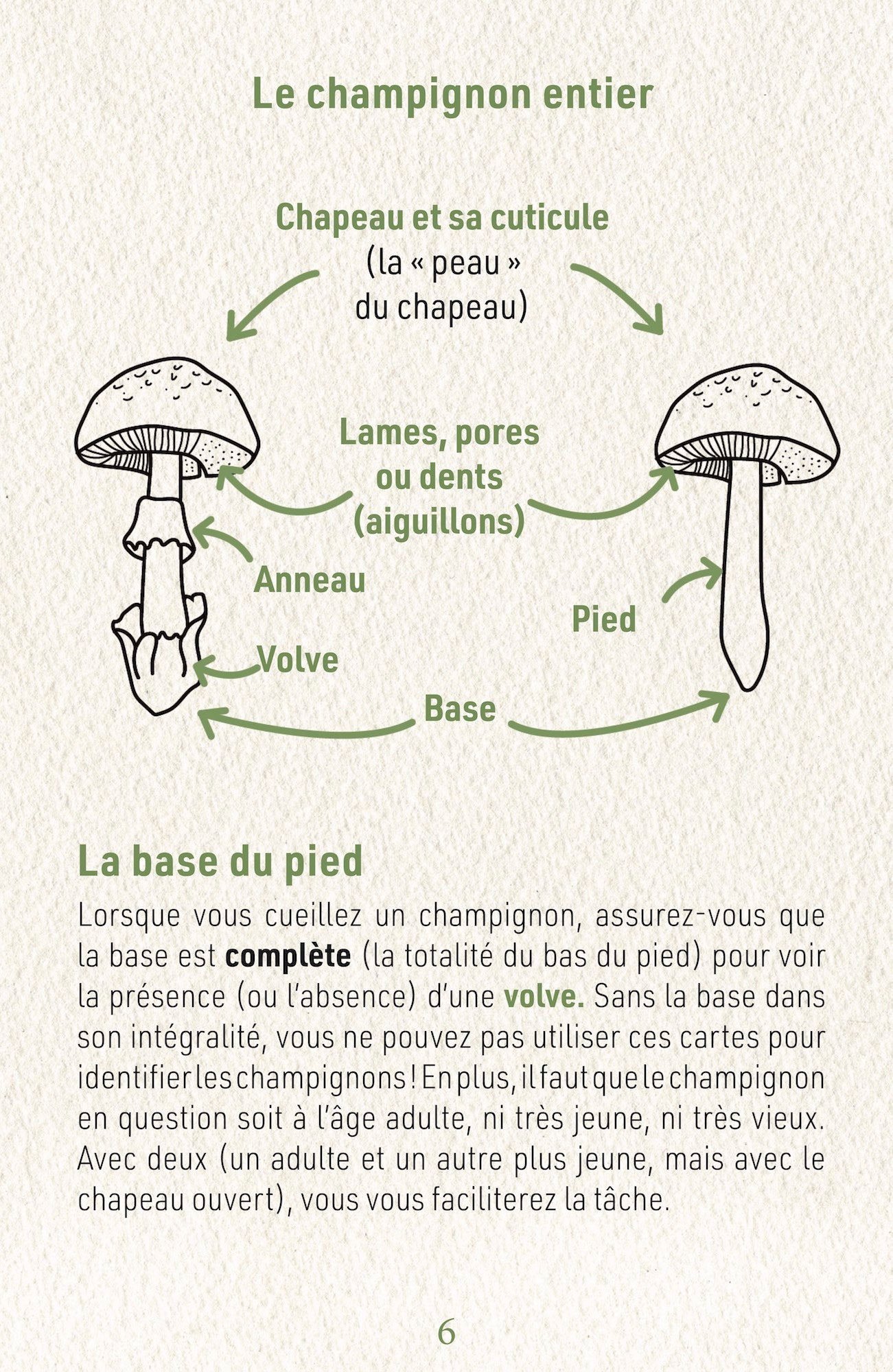 P4    Identification des Champignons Collection II : Les Mortels FRENCH EDITION