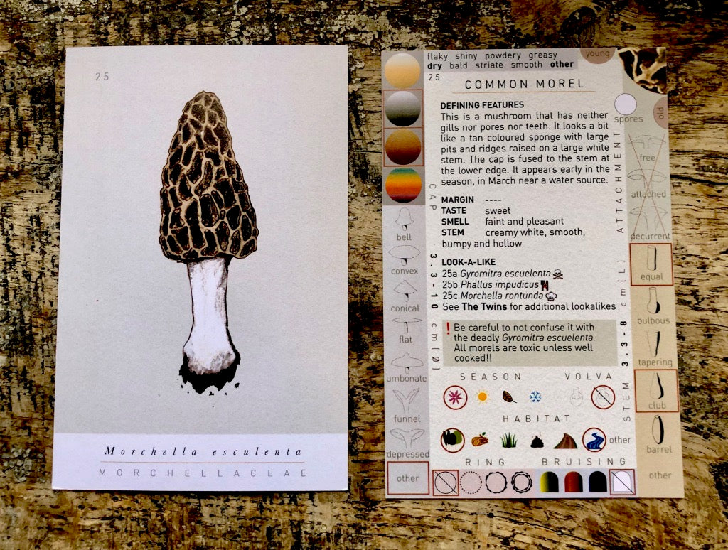 Mushroom identification cards. an illustration edible mushroom on the front of the card and characteristics that help you identify the edible mushroom on the back