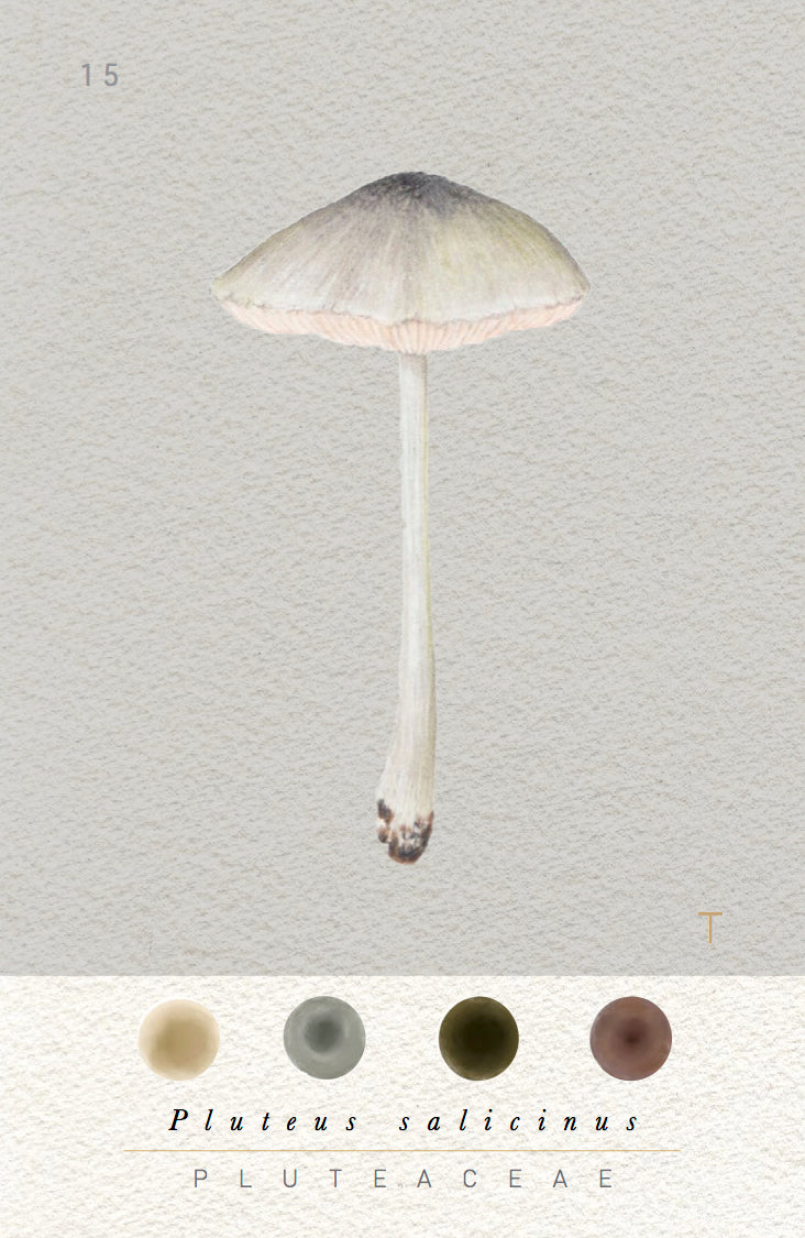 N°3    Mushroom Identification Deck 3: The Wild Ones